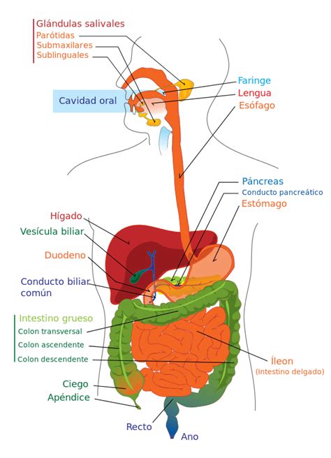 organos del sistema digestivo-1